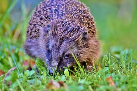 Foraging nocturnal cute