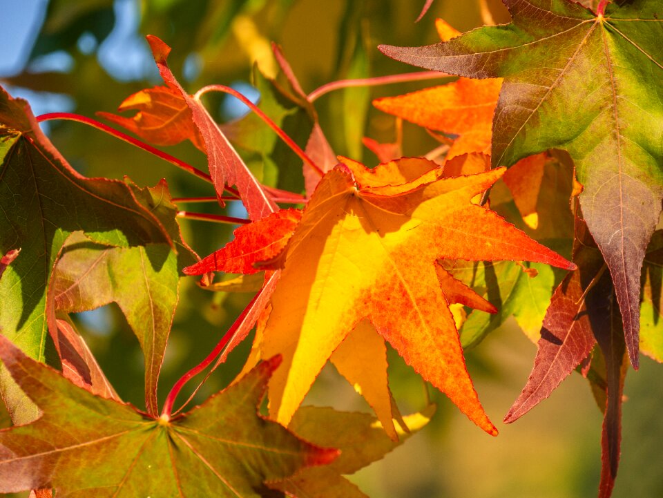 Autumn bright backlighting