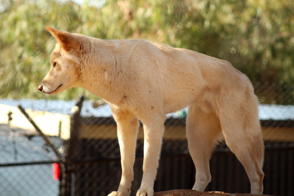 Wildlife outdoors dingo