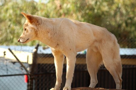 Wildlife outdoors dingo photo