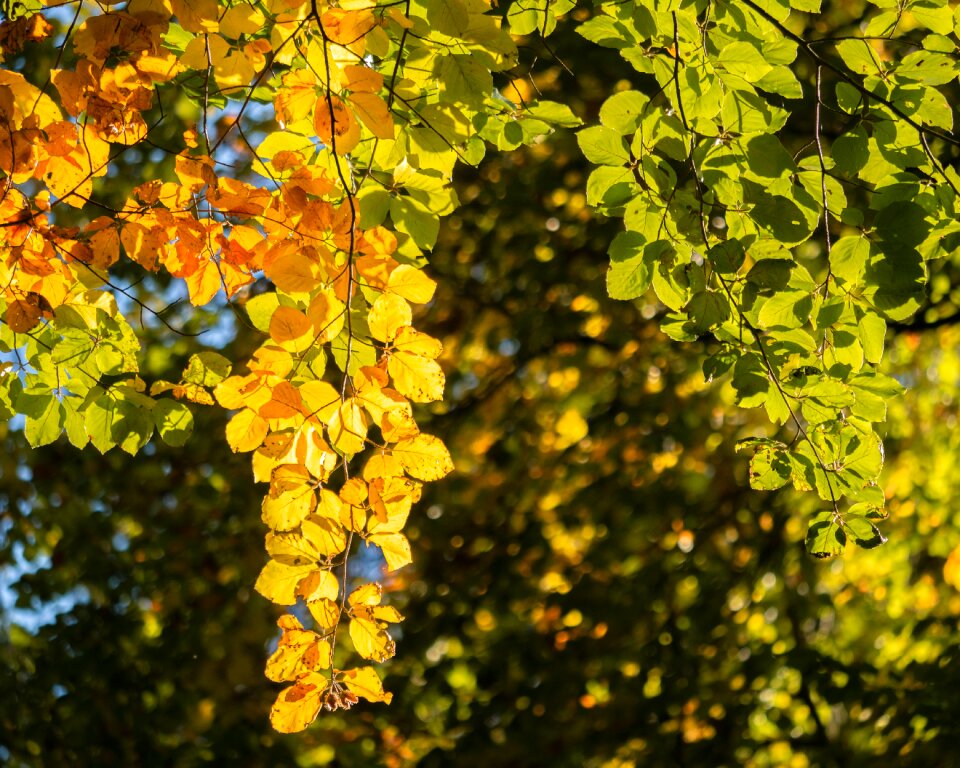 Leaves autumn backlighting