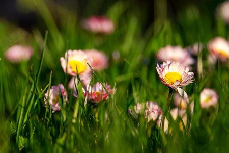 Tausendschön meadow flower