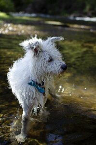 Wet dog dog adventure dog photo