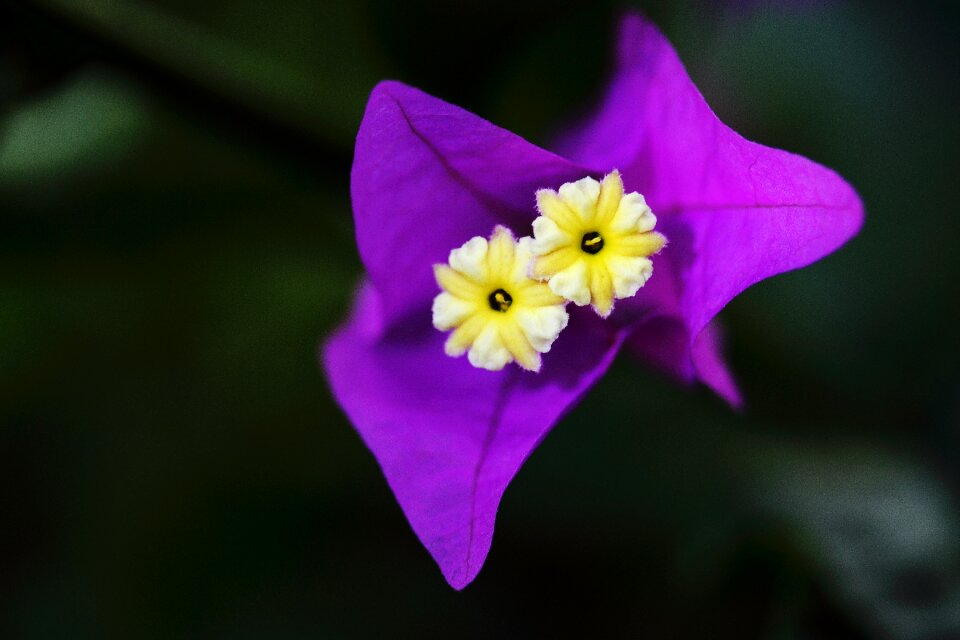 Spring plant nature