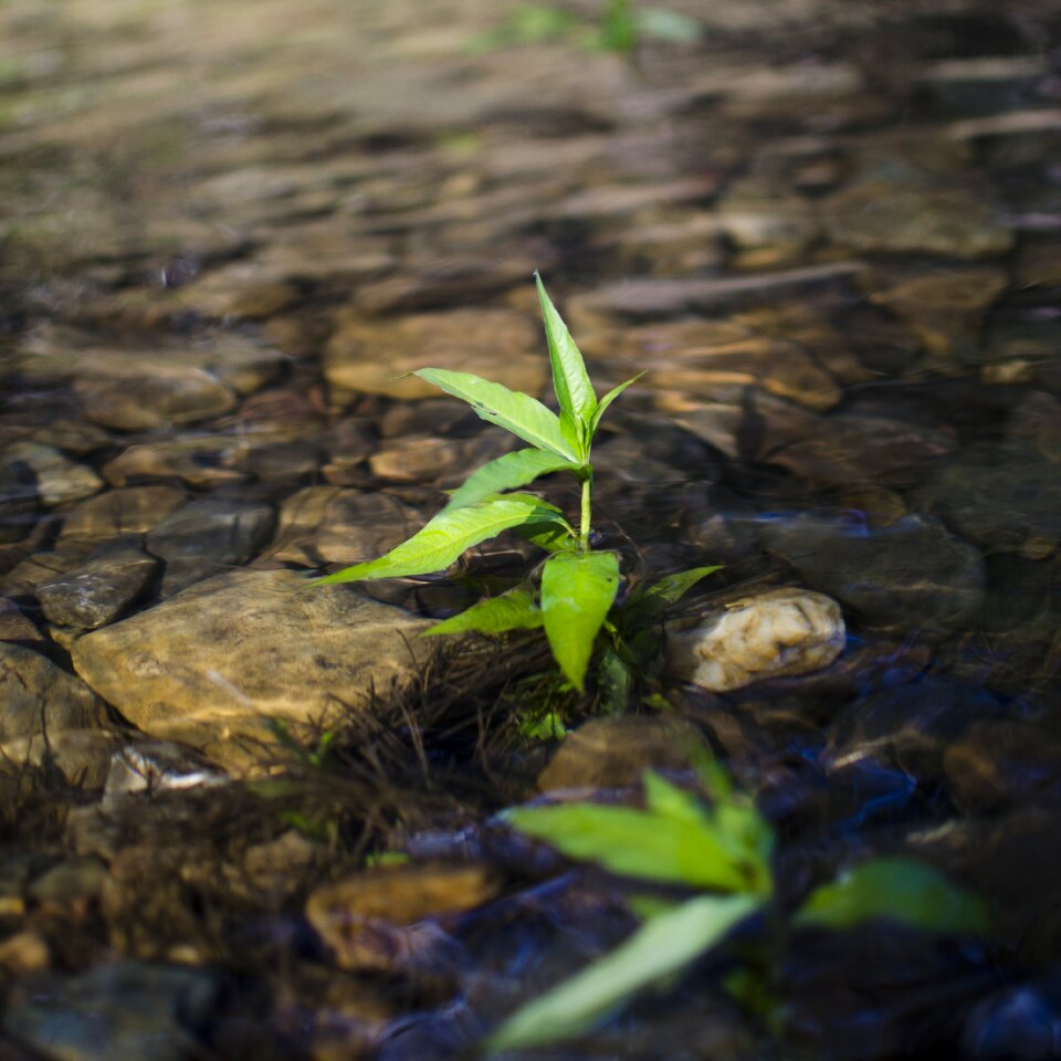 Plant in the river plant reflection rock