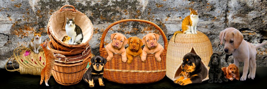 Pets puppy young animals