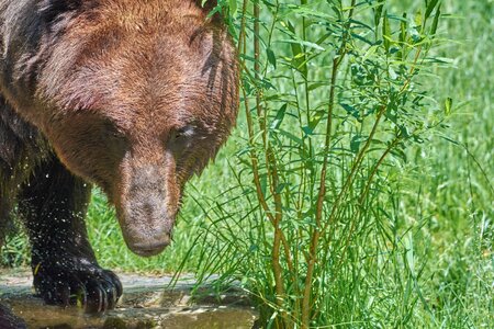 Animal wild nature