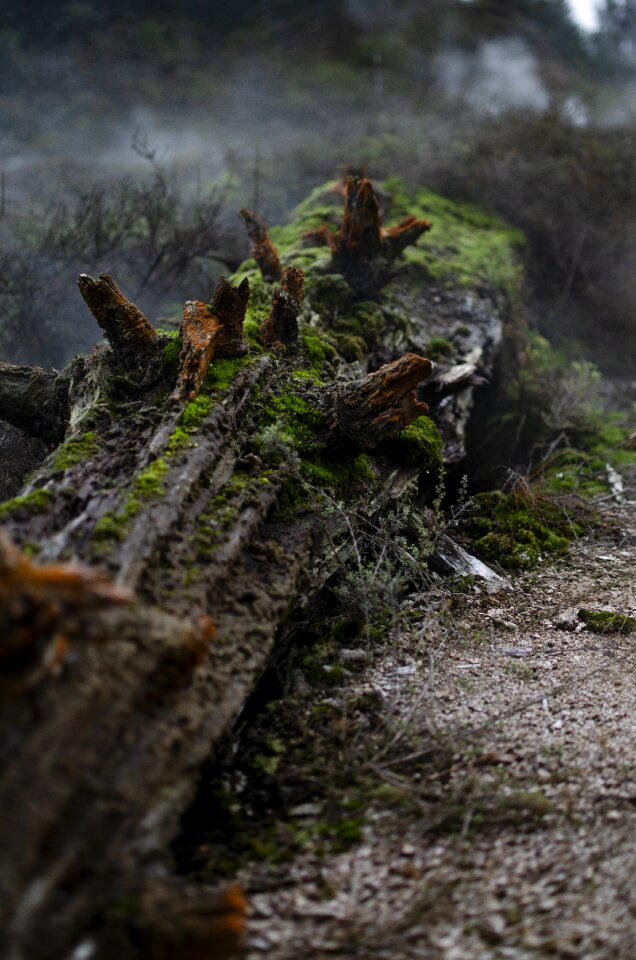 Forest log log tree