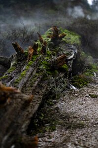 Forest log log tree photo