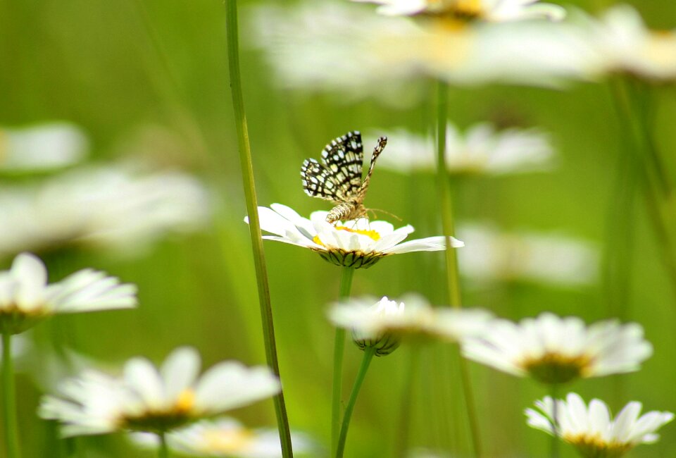Butterfly green meadow