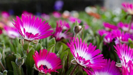Flower field daisies purple daisies