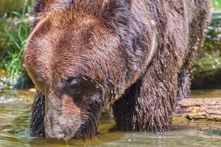 Brown bear animal wild photo