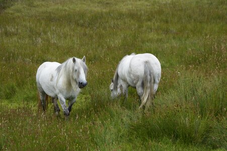 White graze pasture