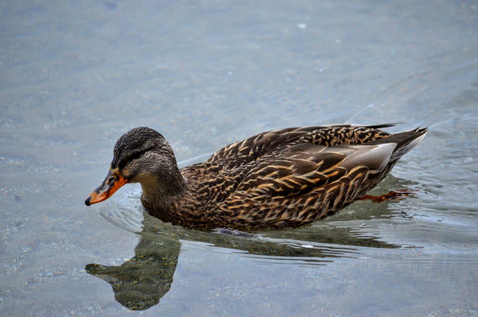Lake water bird