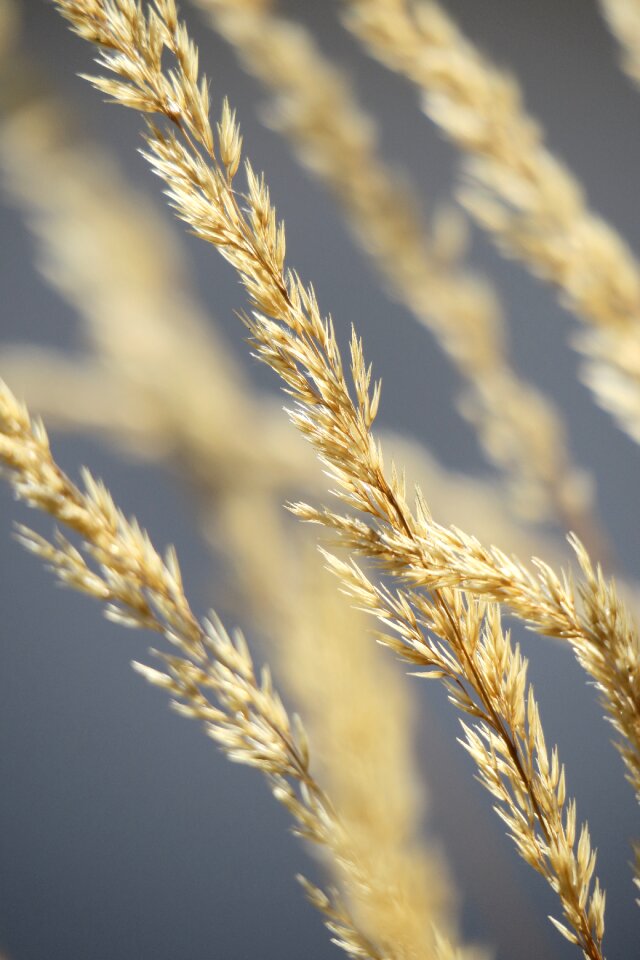 Grass blade of grass grasses
