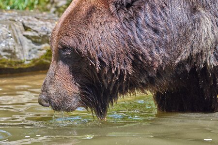 Brown bear animal wild photo