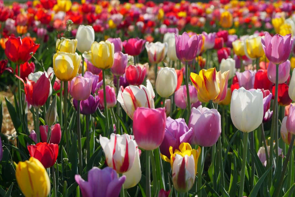 Garden leaf tulips