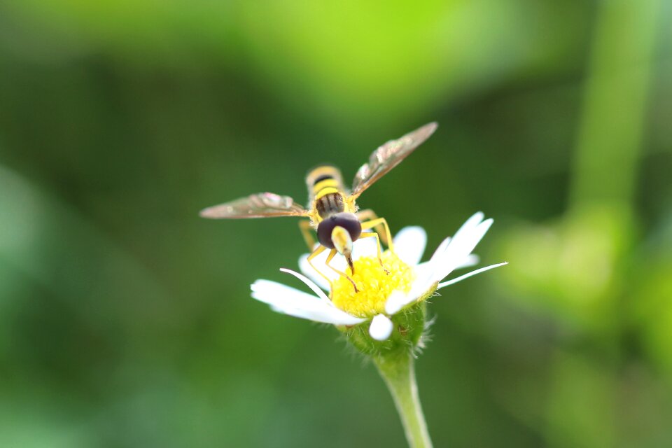 Close up macro wing