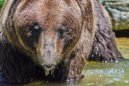 Brown bear animal wild photo