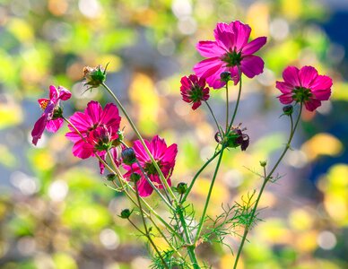 Bright garden backlighting