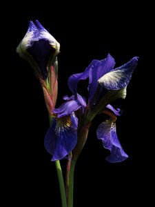 Blue iris flower photo