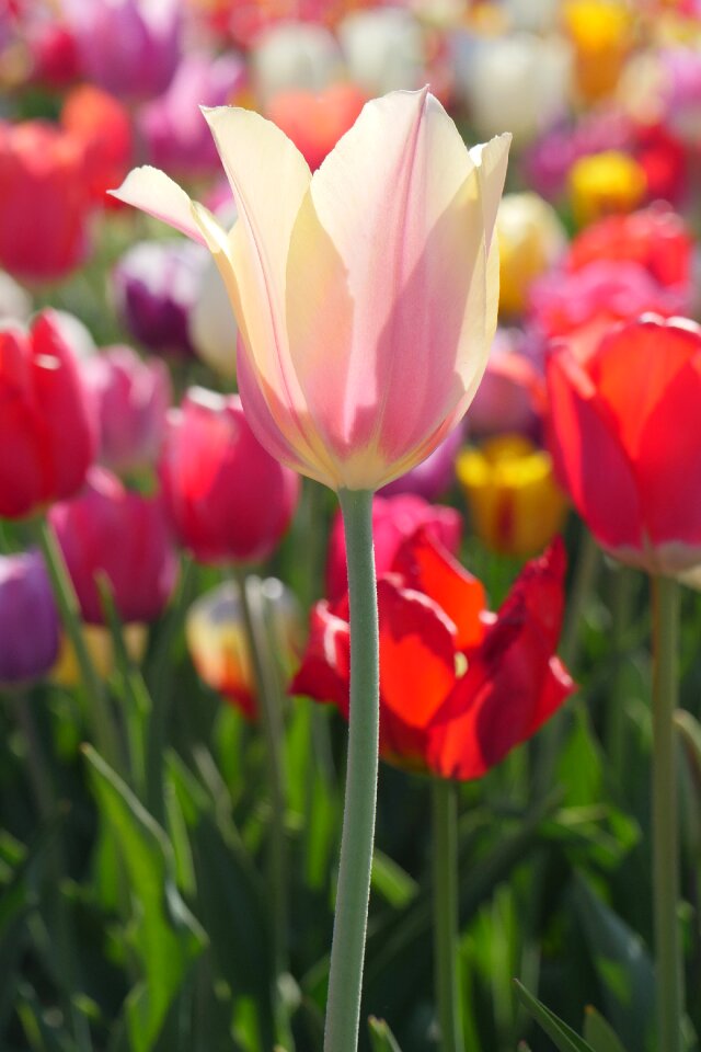 Garden leaf tulips photo