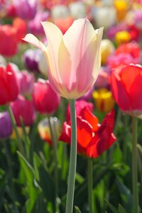Garden leaf tulips photo