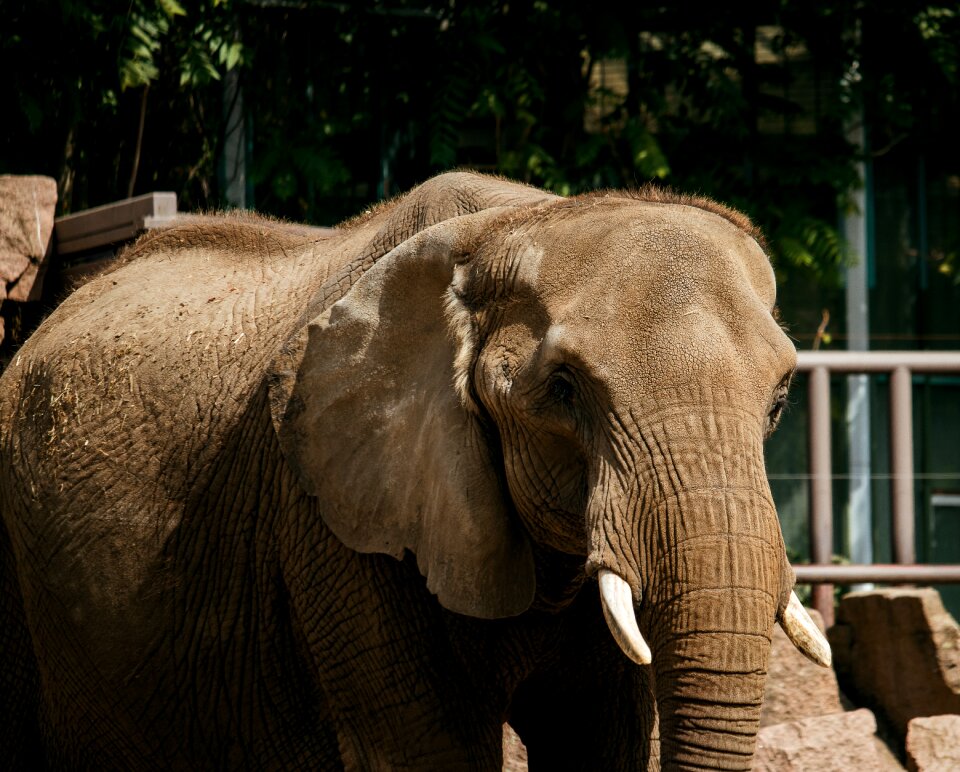 Animal world africa nature