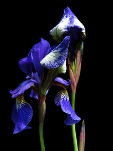 Blue iris flower photo