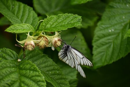 Raspberry nutrition insect