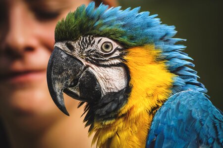 Yellow macaw zoo close up photo