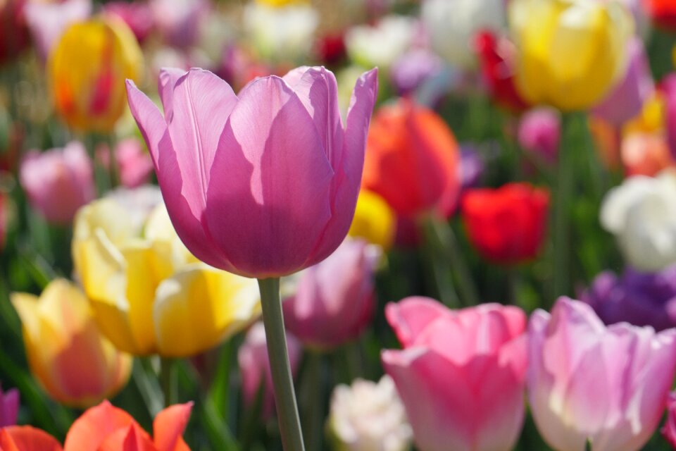 Garden leaf tulips