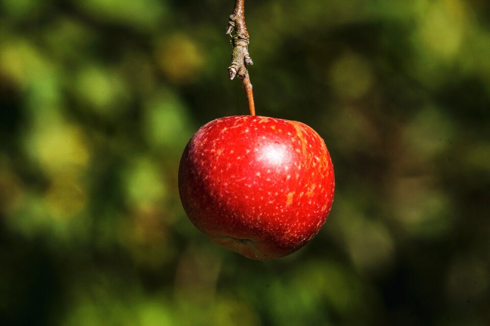 Fruit healthy vitamins