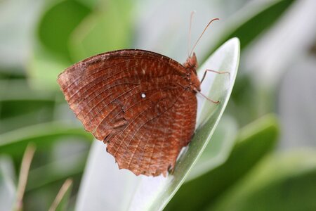 Butterfly insects nature photo