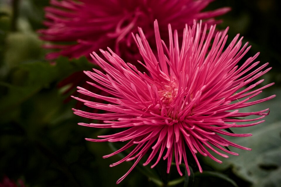Summer bloom petal