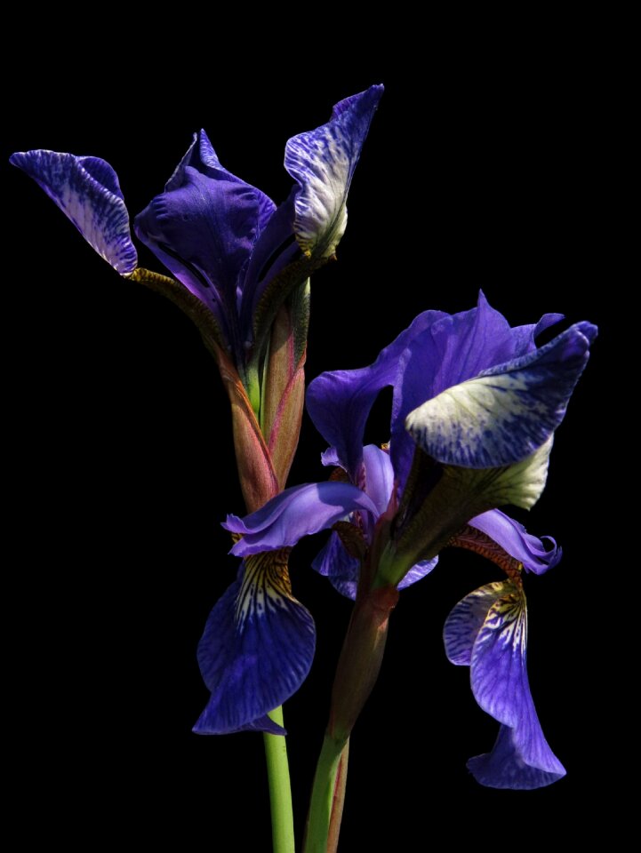 Blue iris flower photo