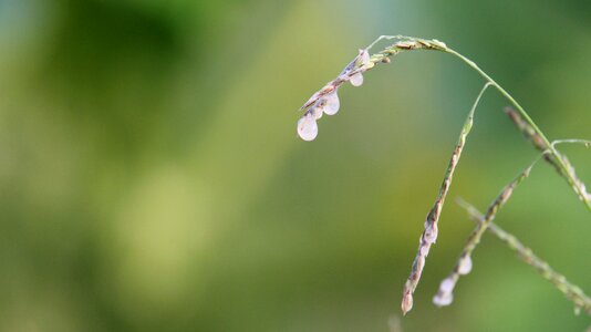 Plant morgentau drops