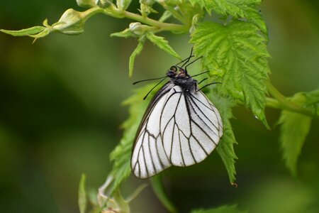 Raspberry vacation insect