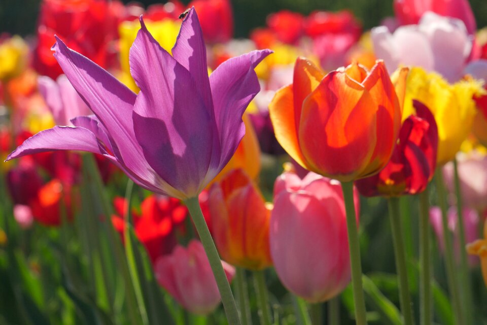 Garden leaf tulips