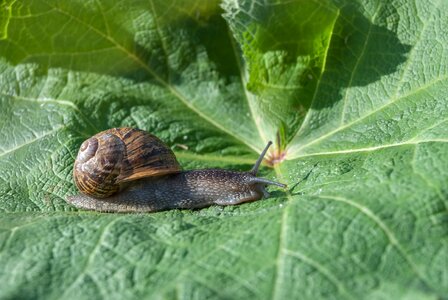Leaf nature gastropod