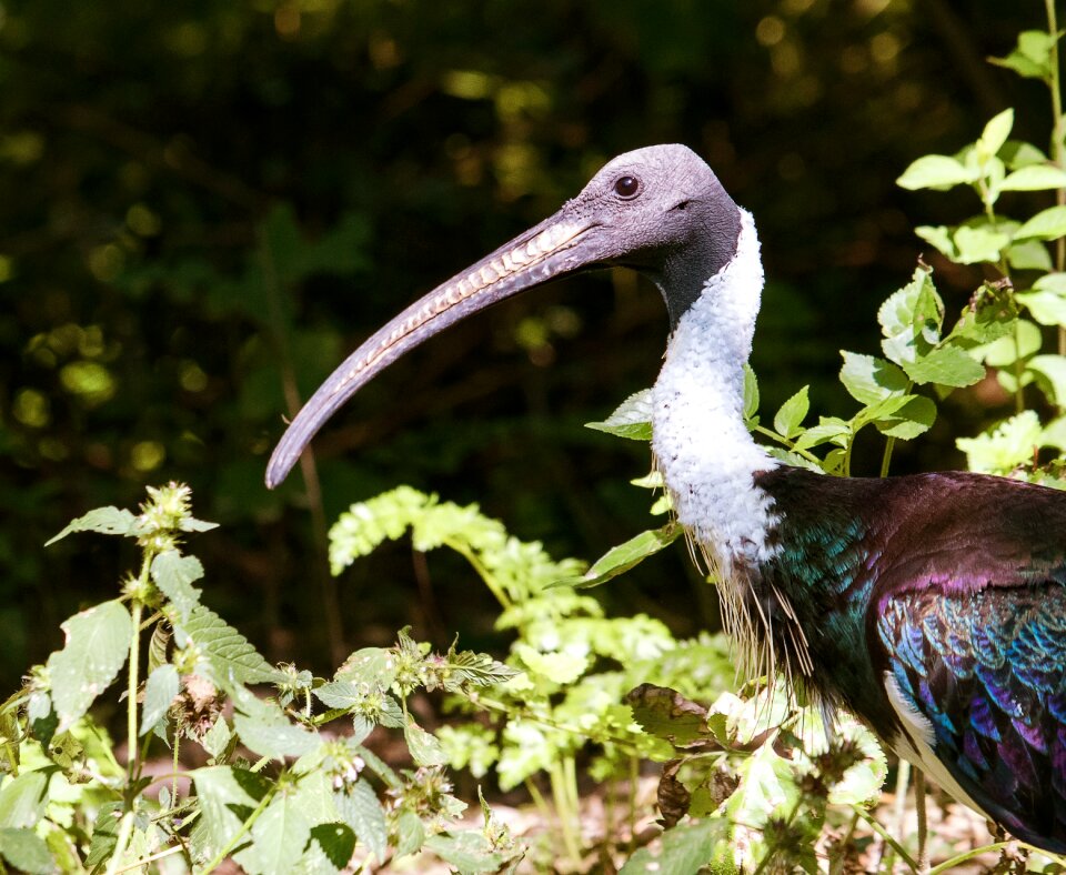 Nature feather bill