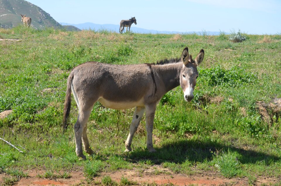Field mammal farm