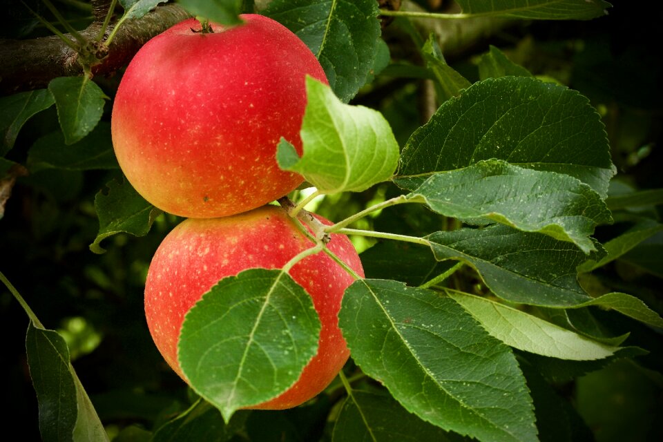 Autumn harvest branch