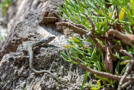 Nature green green lizard