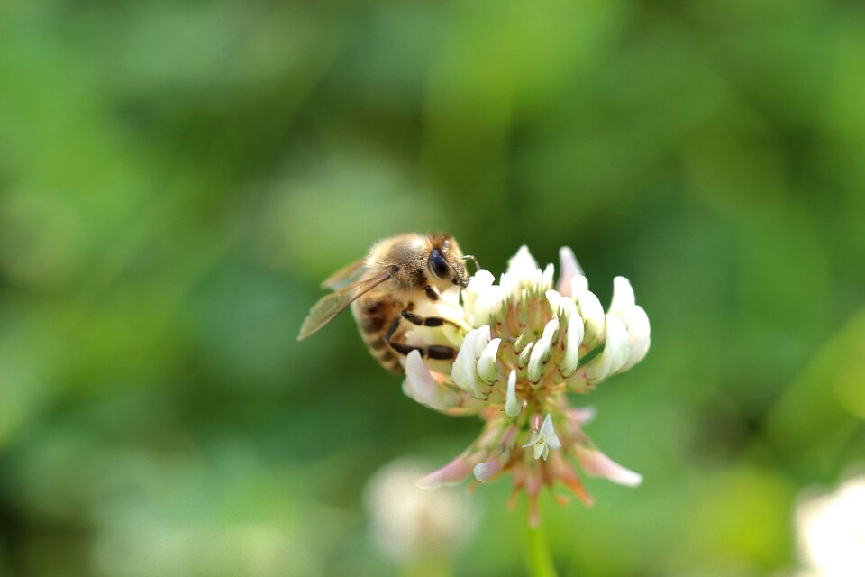 Close up honey bee sprinkle