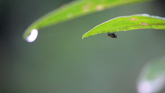 Drops of water dew nature