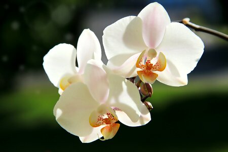 Bloom flower plant