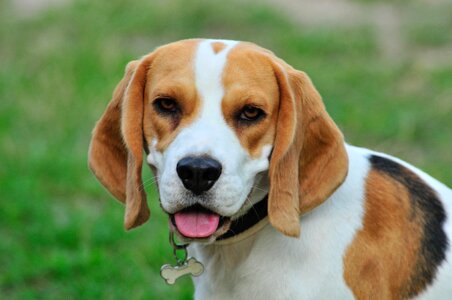 Cute animal dogs