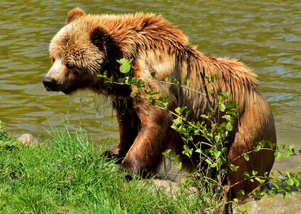 Wild animal furry dangerous
