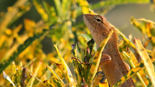 Beast dragon iguana